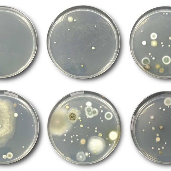 six petri dishes varying from clean to lots of growth